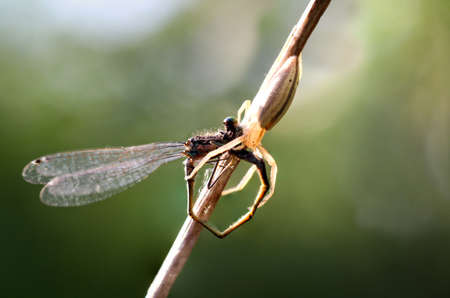 Trailing spider with captive dragonflyの写真素材