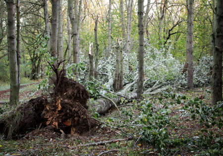 Storm damage in the forestの写真素材