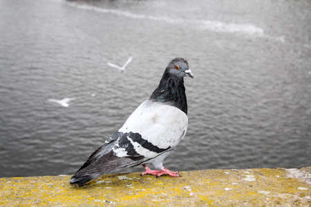 Pigeons on a wallの写真素材