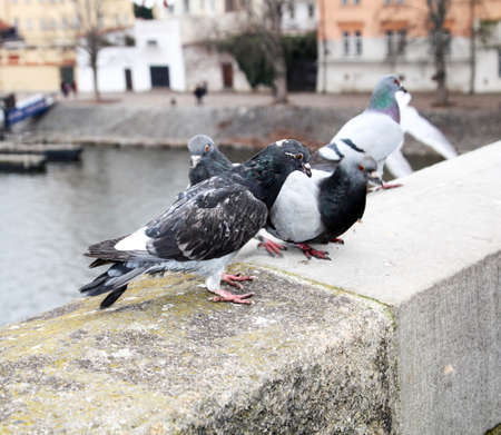Pigeons on a wallの写真素材
