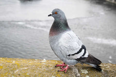 Pigeons on a wallの写真素材