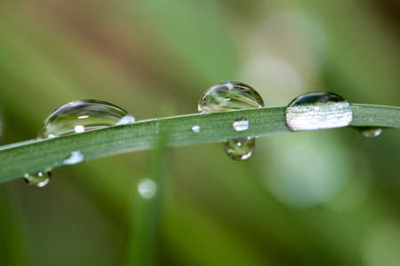 Drops of water on blade of grassの写真素材