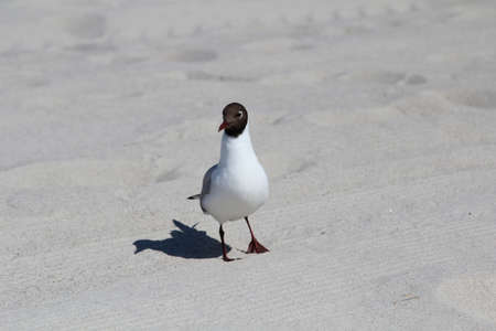 Seagull on the beach, sandの写真素材