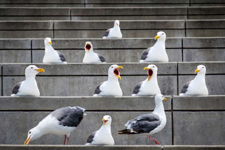 Seagulls on a staircaseの写真素材