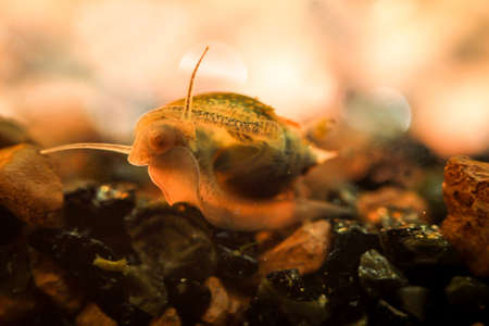 Bubble snail, eggs in the aquarium