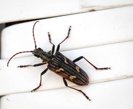 Yellow-banded pliers on a plasticの写真素材