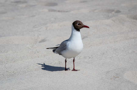 Seagull on the beachの写真素材