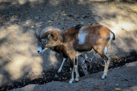 Moufflon, goat
