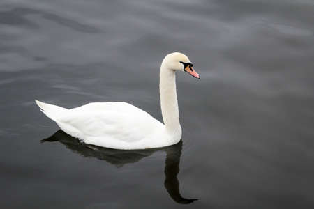 Portrait of a swan, swan detailの写真素材