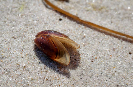 Mussels, barnacles on the beachの写真素材