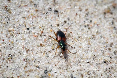 beatle on the sandの写真素材