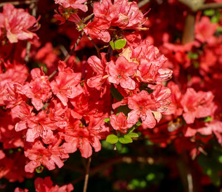 Flowers of rhododendronの写真素材
