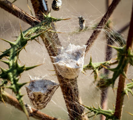 network of baby spidersの写真素材