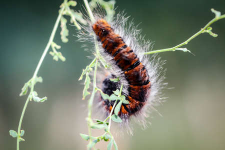 caterpillar of the blackberry mothの写真素材