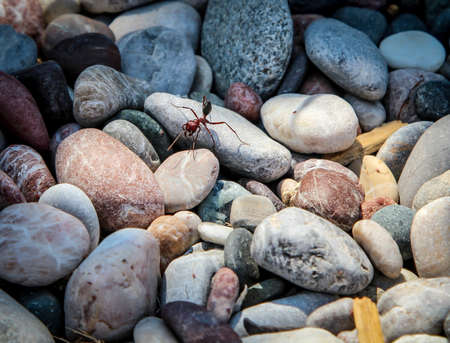 ant on stoneの写真素材