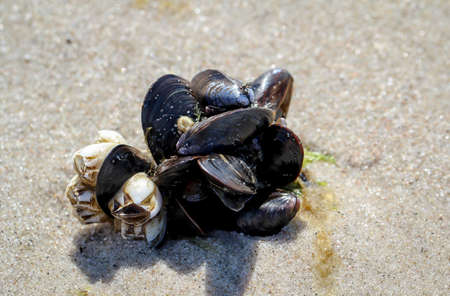 Mussels, barnacles on the beach