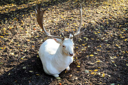 portrait of a deerの写真素材