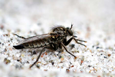 macro of an insectの写真素材
