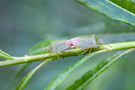 two stink bugsの写真素材