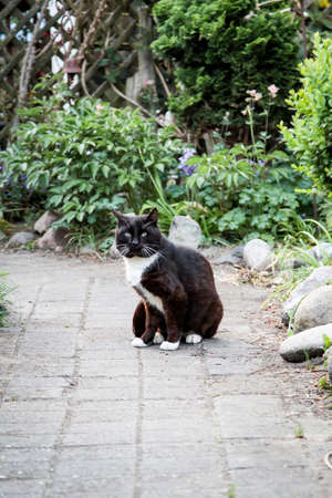 cat on the wayの写真素材
