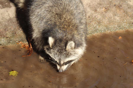 raccoon on the waterの写真素材