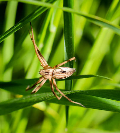 spider between grass