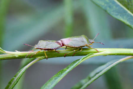 2 stinkbugs on a plant