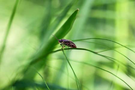 beatle on a leaf