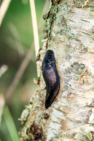 Slug on branchの写真素材
