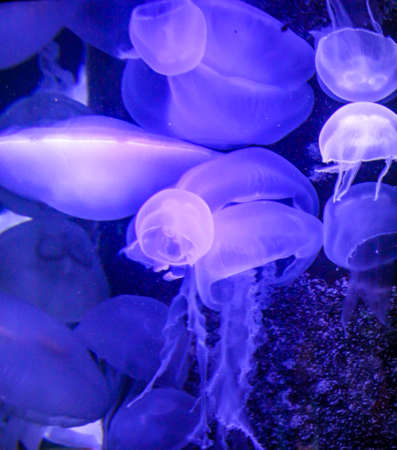 Detail of jellyfish, medusaの写真素材