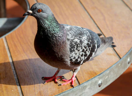Detail of a dove, pigeonsの写真素材