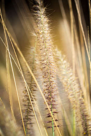 Close-up of natural grassの写真素材