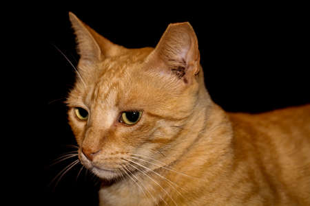 portrait of a cat