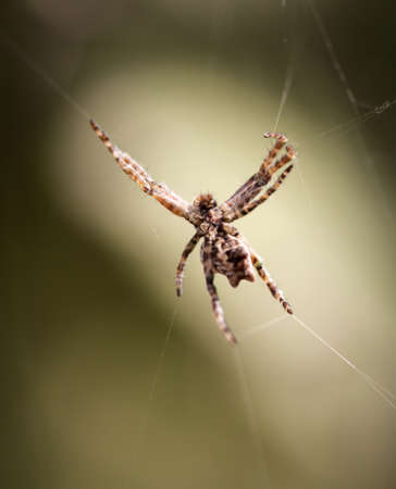 Cyrtophora citricola - Opuntia spiderの写真素材