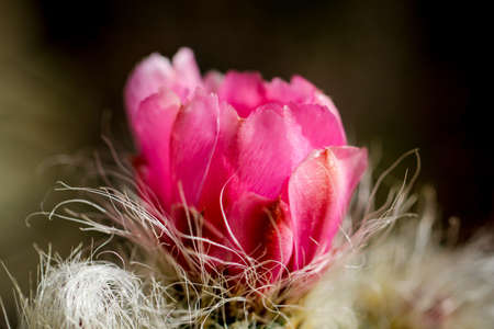 Blossom, detail of a cactus