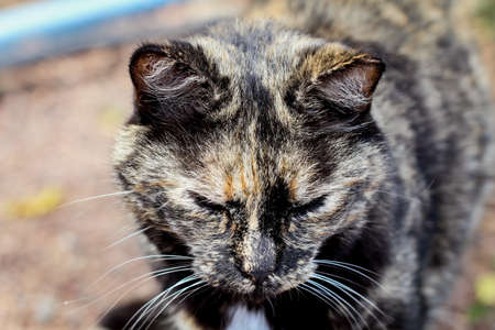 portrait of a catの写真素材