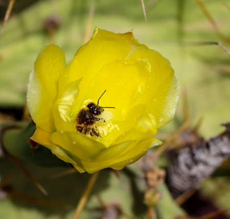 Blossom, detail of a cactusの写真素材