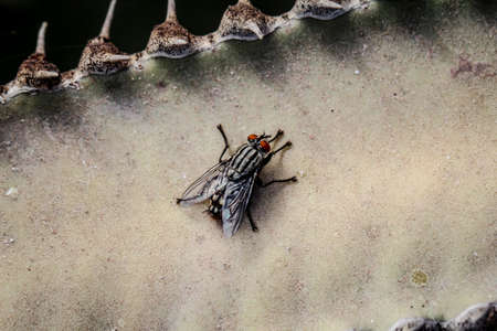 fly on cactusの写真素材