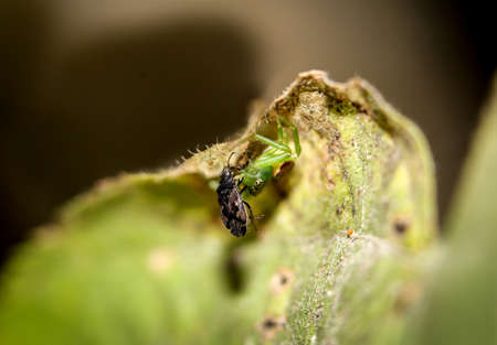 spider with preyの写真素材