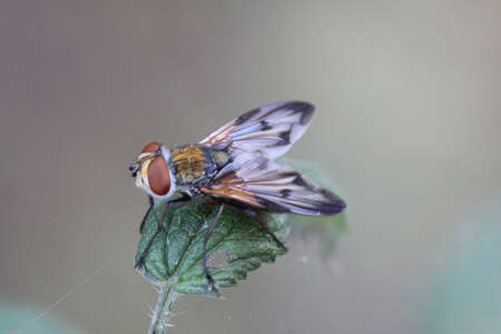 fly on a plantの写真素材
