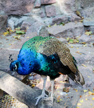 Portrait of a Peacockの写真素材