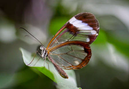butterfly with glass wingの写真素材