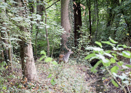 deer in the forestの写真素材