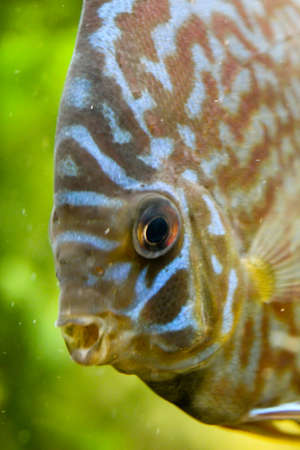 portrait of a discus fishの写真素材