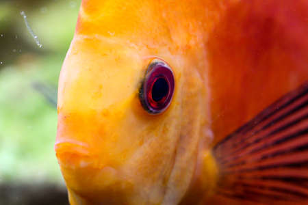 portrait of a discus fishの写真素材