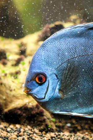 portrait of a discus fishの写真素材