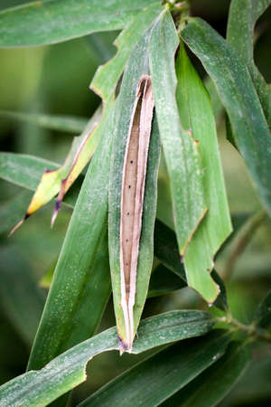 caterpillar of banana butterflyの写真素材