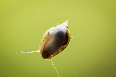 bubble snails, eggs of snailsの写真素材