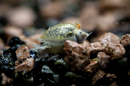 bubble snails, eggs of snailsの写真素材