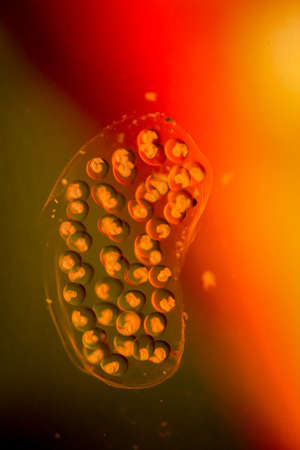 bubble snails, eggs of snailsの写真素材